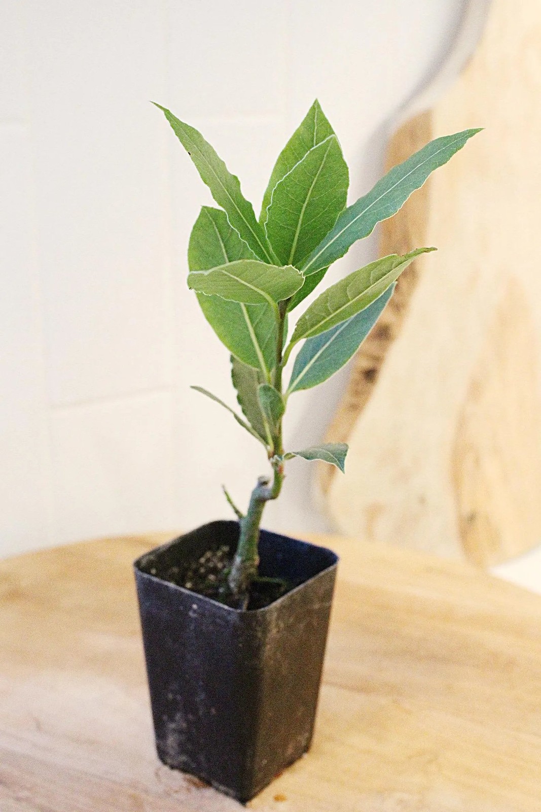 Sweet Bay Laurel Plant, 2.5 Inch Pot, Culinary Herb Starter, Edible Herb Tree