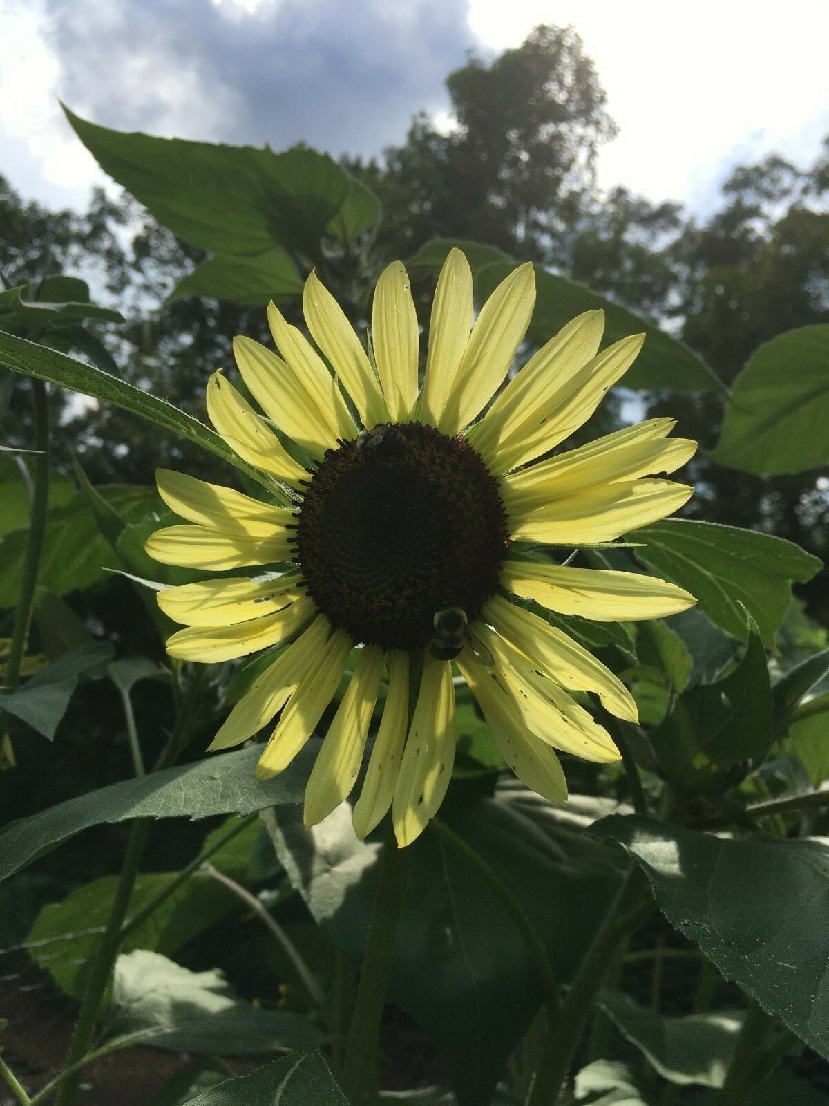 25 Lemon Queen (helianthus) Sunflower Seeds