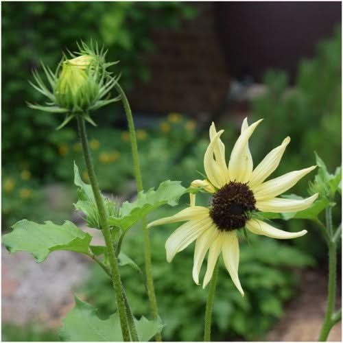 Italian White Sunflower Seeds For Planting (Helianthus annuus)