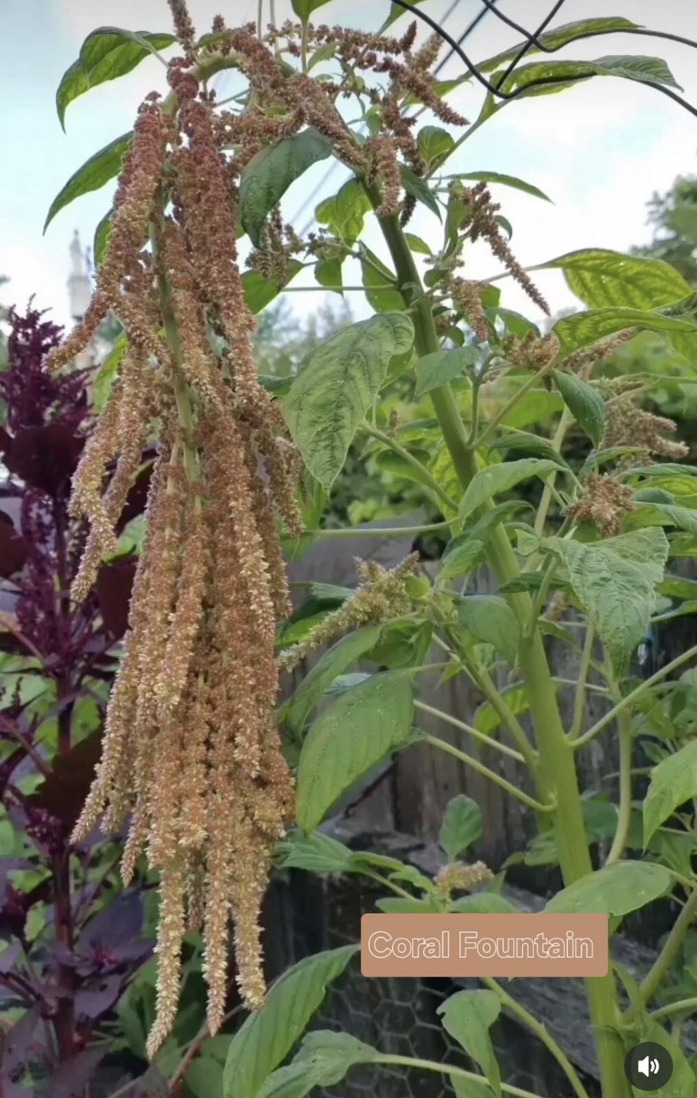 Amaranth Mixed Seeds 50 Organic Seeds