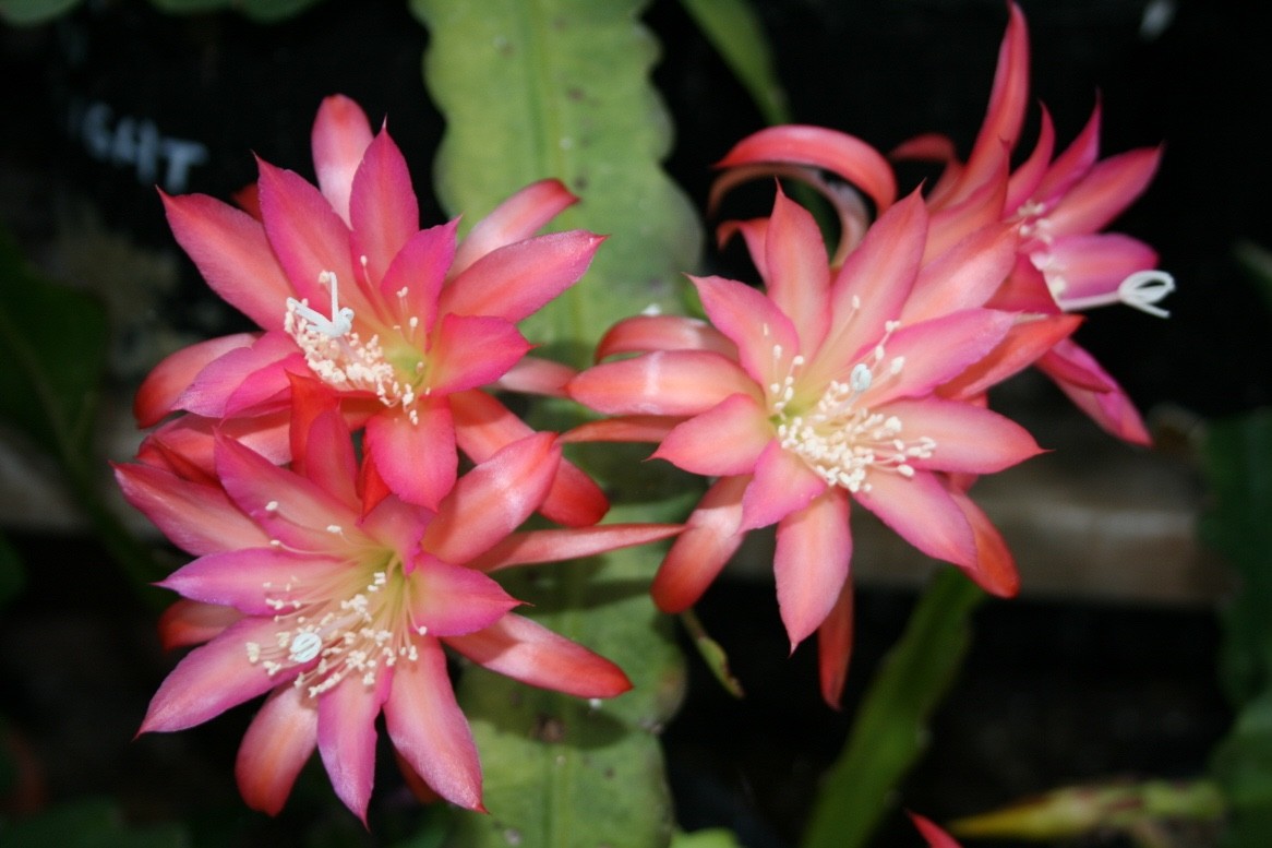 Epiphyllum, Orchid Cactus, ” LIGHT AND BRIGHT “, Don’s Quart pots JUNE/3