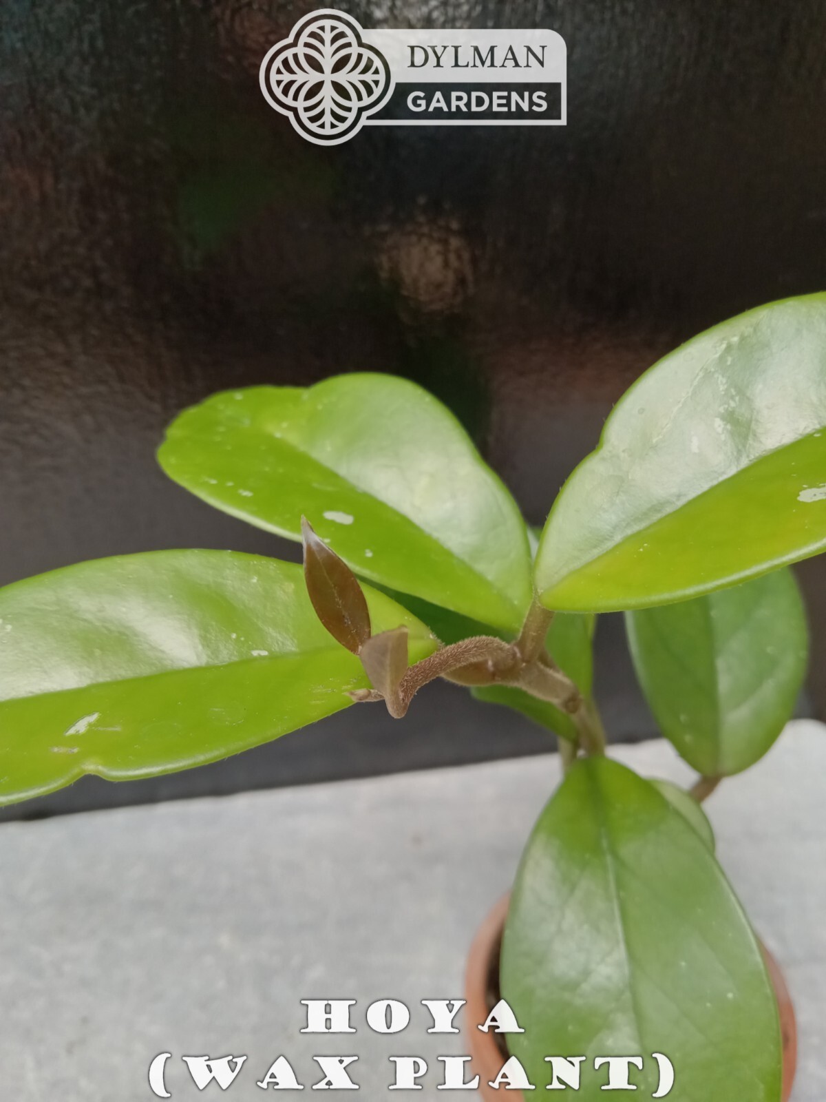 Hoya (Hoya carnosa) – Wax Plant – Porcelainflower – Live Plant – Multiple Sizes