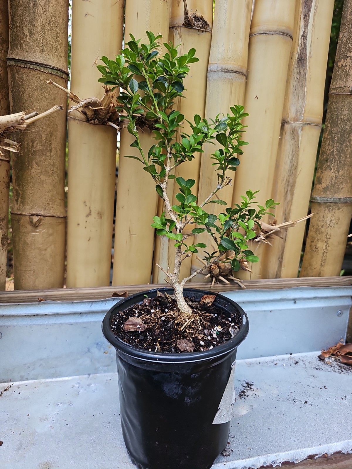 Boxwood Japanese 14 Inch Buxus microphylla For Bonsai Evergreen Plant