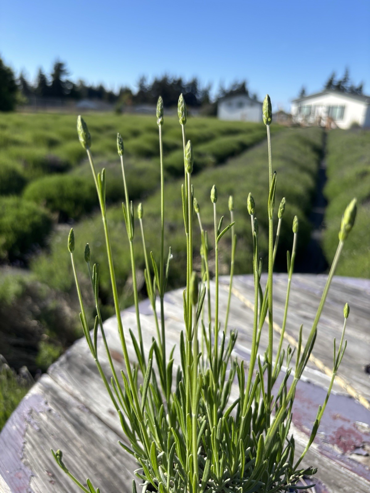 Live Grosso Lavender Plant | 6″ Pot | Farm-Grown Sequim WA | Fragrant French