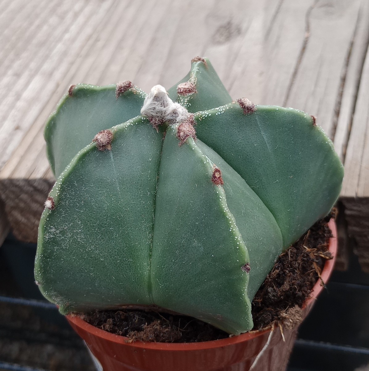 Astrophytum myriostigma Nudum Light Flecking Bishop’s Cap Cactus 185