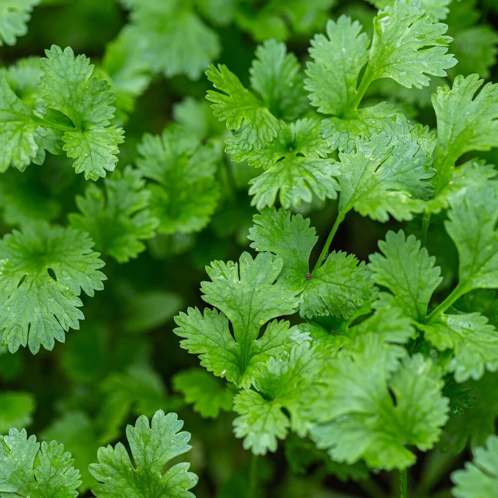 CILANTRO SEEDS, CORIANDER LEAVES, 香菜, 고수, RAU MÙI, NGÒ RÍ |NEW SEEDS|