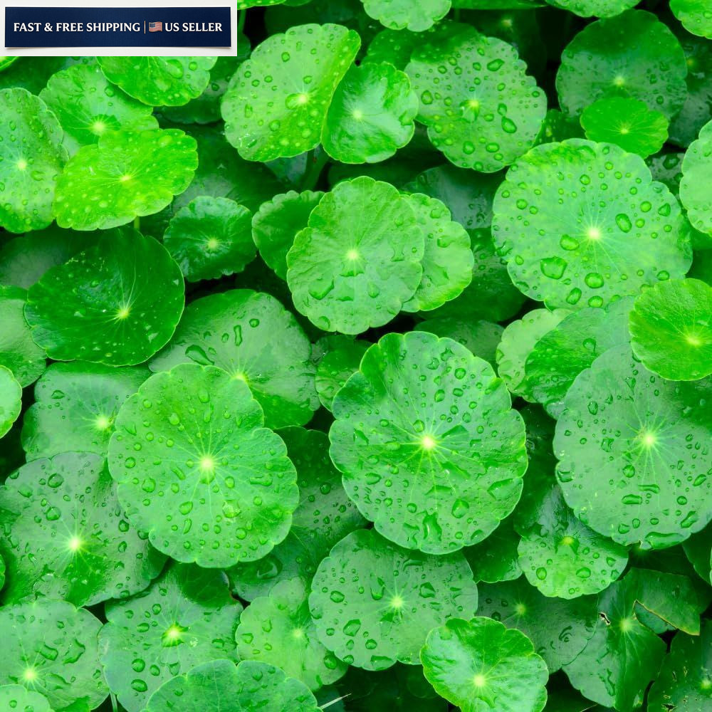 1100 Green Gotu Kola Seeds – Hat Rau Ma – Big Leaf Seed Centella 1100,