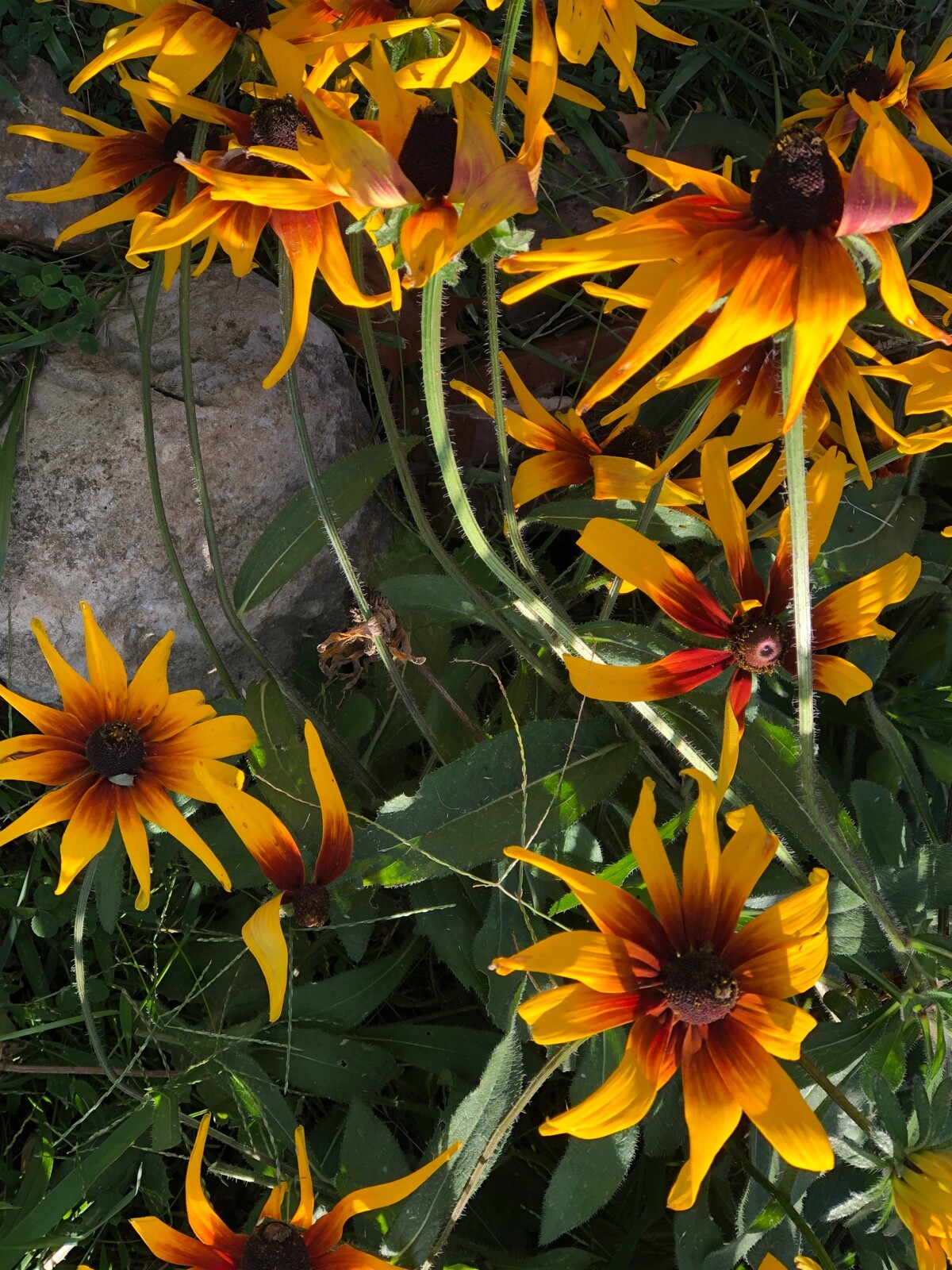 Organic Rudbeckia Hirta SEEDS~Gloriosa Daisy BlackEyed Susan~Color Variation Mix