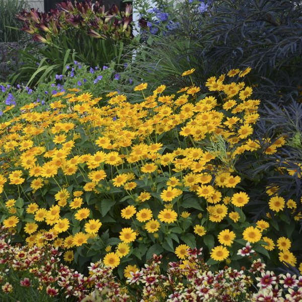 40 Heliopsis GoldenSun Yellow Sunflower Perennial Seeds~Brooklyn Botanical Club