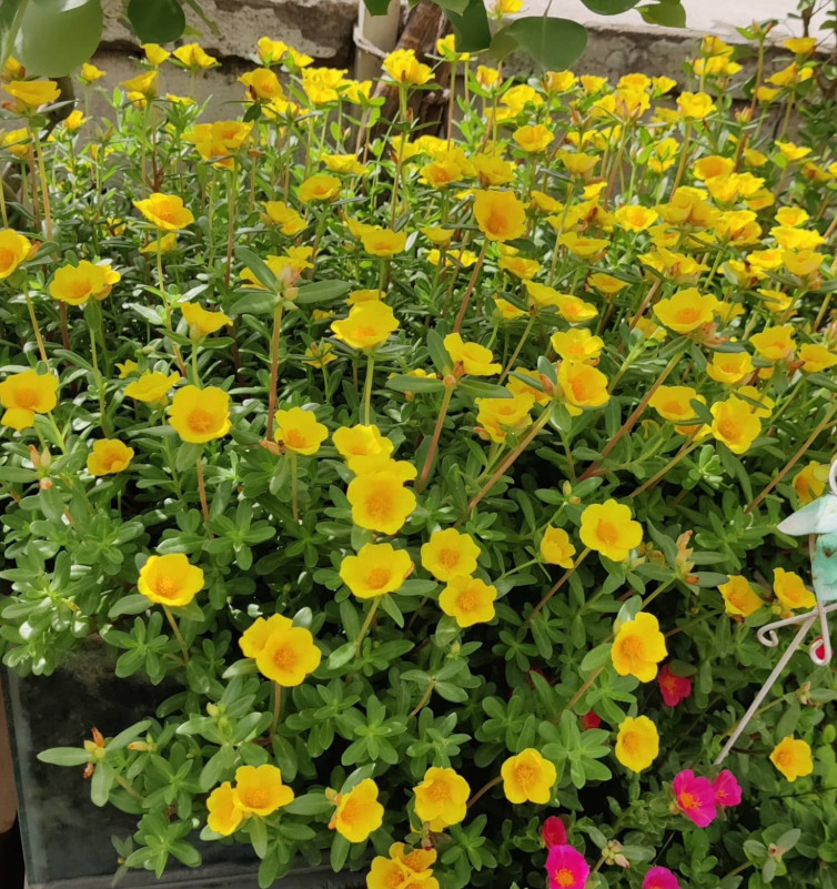 Set 2 Jumbo Yellow Portulaca Live Plant – 5-9″ Tall – Ship No Pot – Heat Toleran