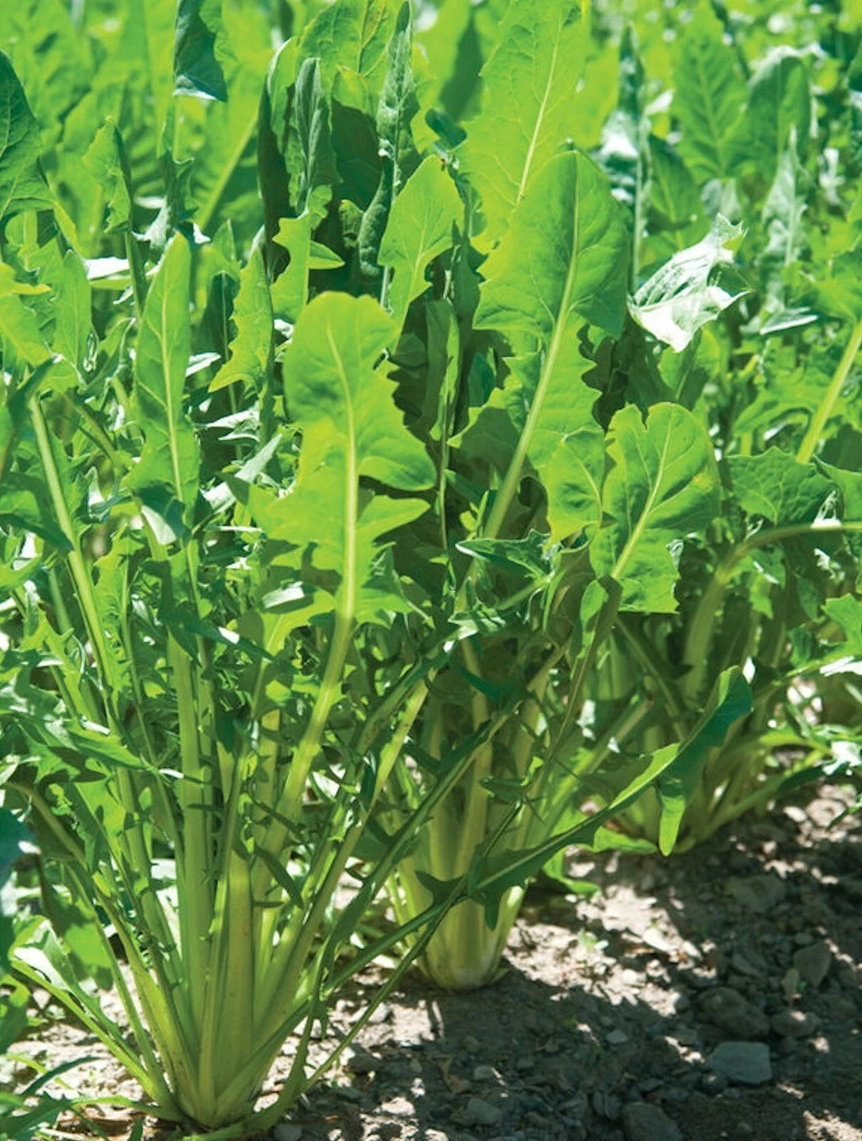 Italian Dandelion ‘Catalogna Chicory’ non-GMO Heirloom seeds 50ct