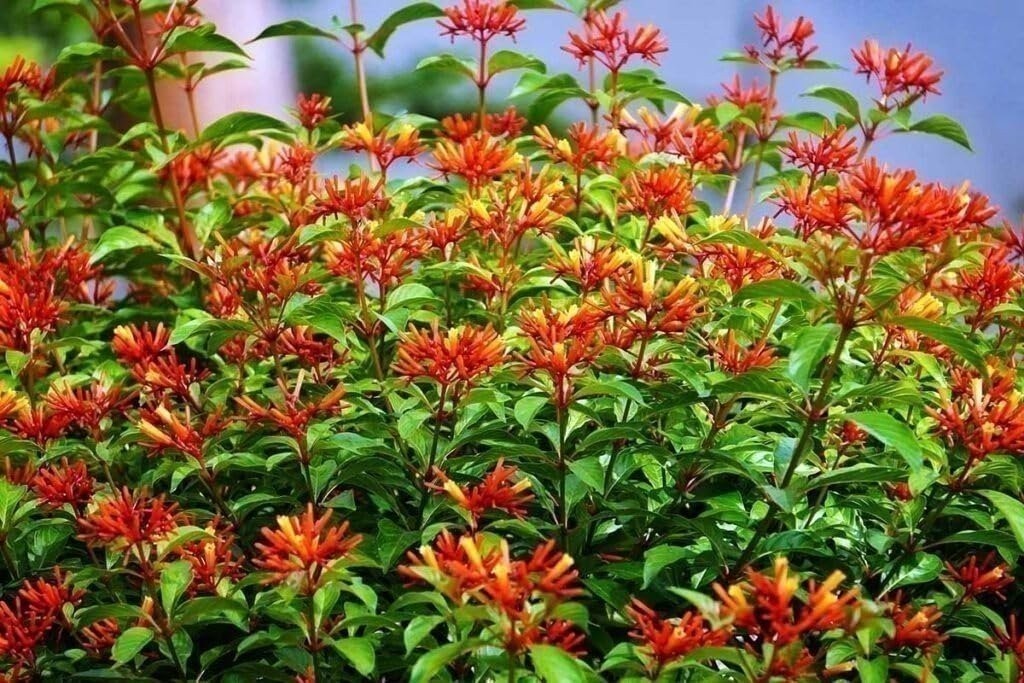 Firebush Dwarf | Quart | Hamelia patens | Low Maintenance | Hardy