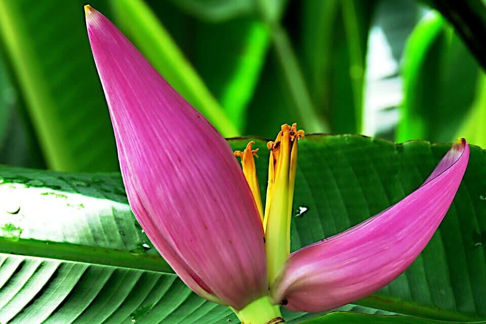 Pink Dwarf Banana Tree Fruit Plant Seeds (Musa velutina) Rare Fast Hardy-Zone 7b