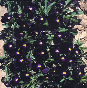 Viola cornuta Bowles Black 1,000 seeds