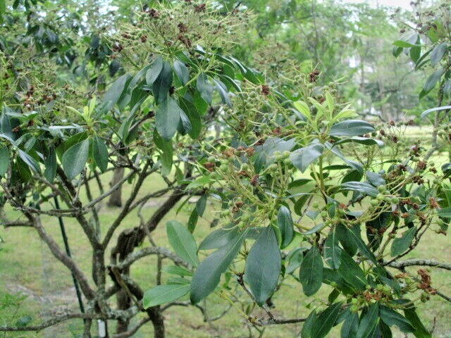 25 MOUNTAIN LAUREL SEEDS – Kalmia latifolia