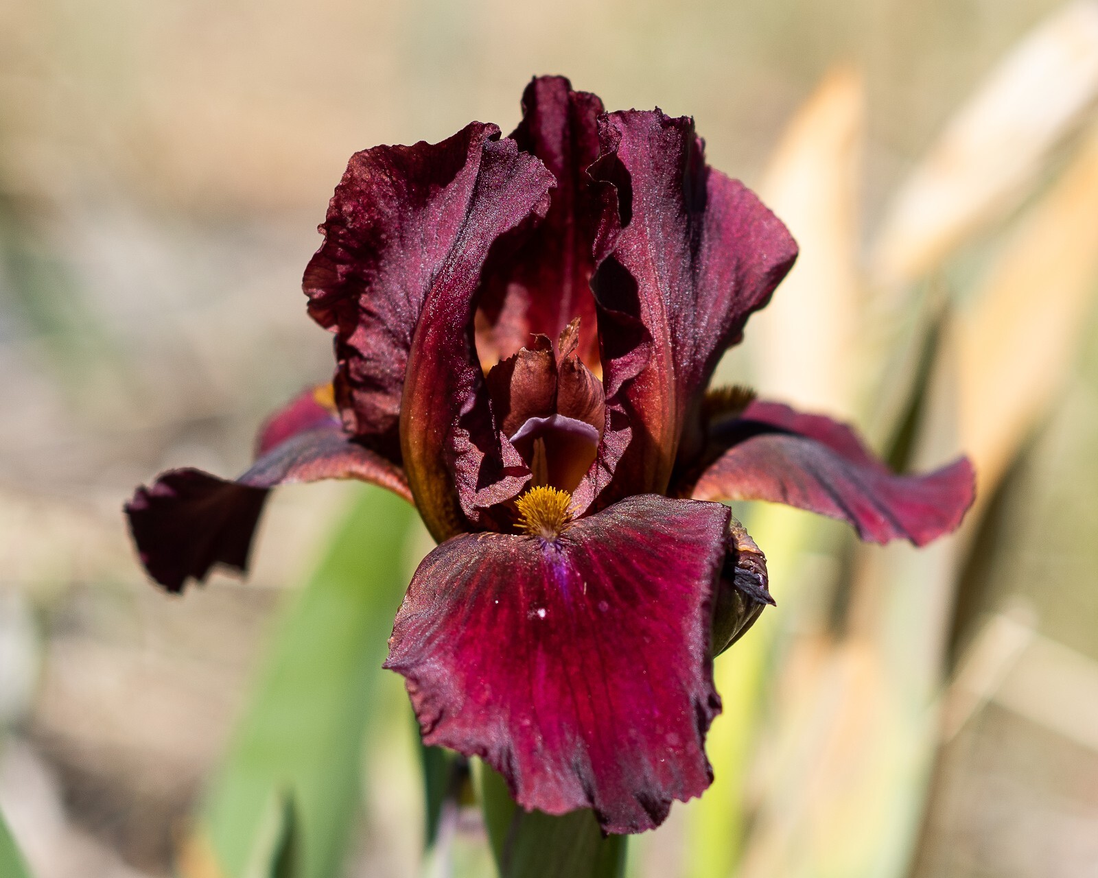 **RED ZINGER** Border Bearded Iris. Freshly Dug, Combined Shipping: Aug/ Sept
