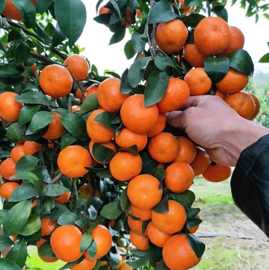 20PCS Mandarin Orange Seeds Perennial Citrus Reticulata Blanco Bonsai Tree Se…