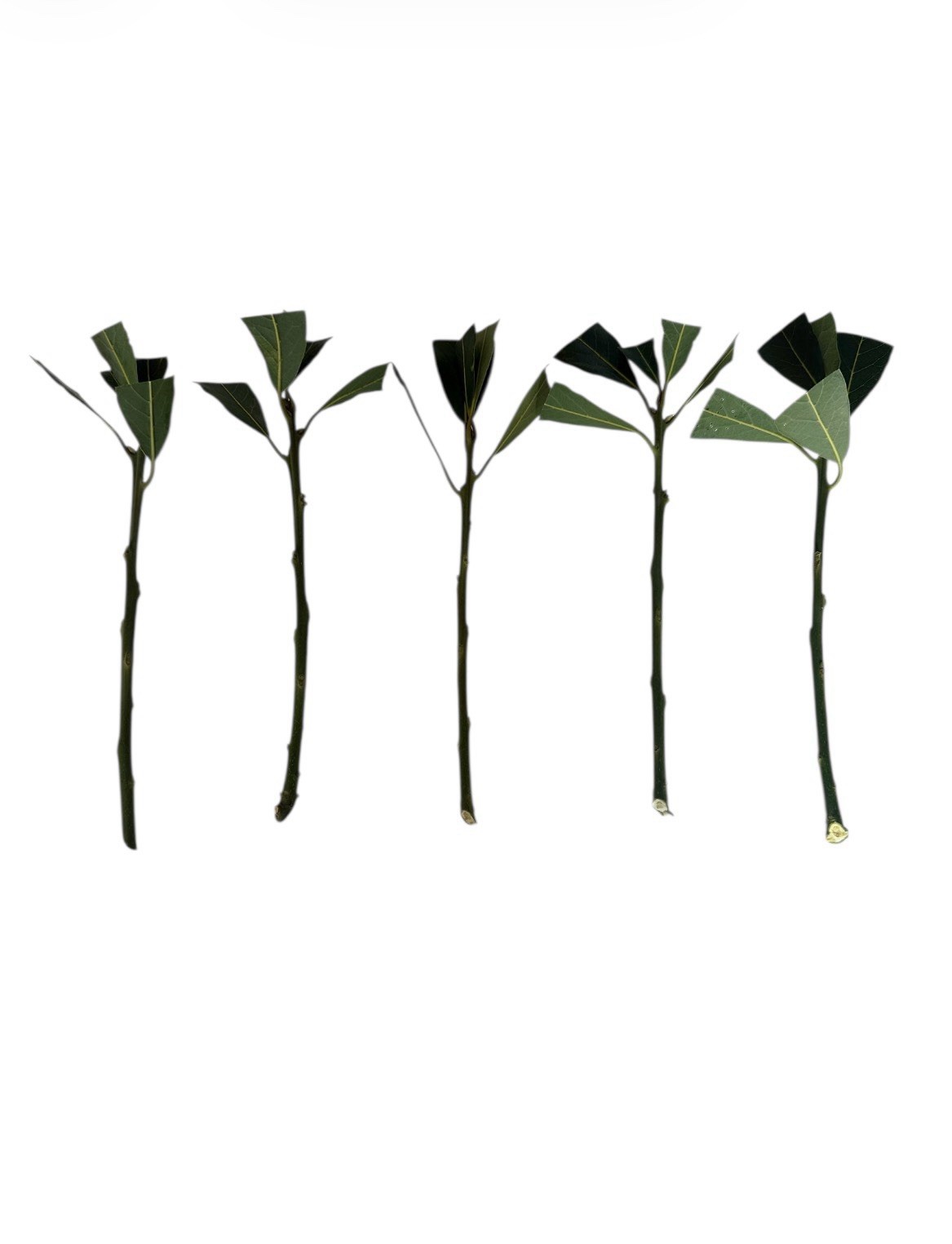 Laurus nobilis – ‘Bay Leaf Tree’ – Bay Laurel or Sweet Bay