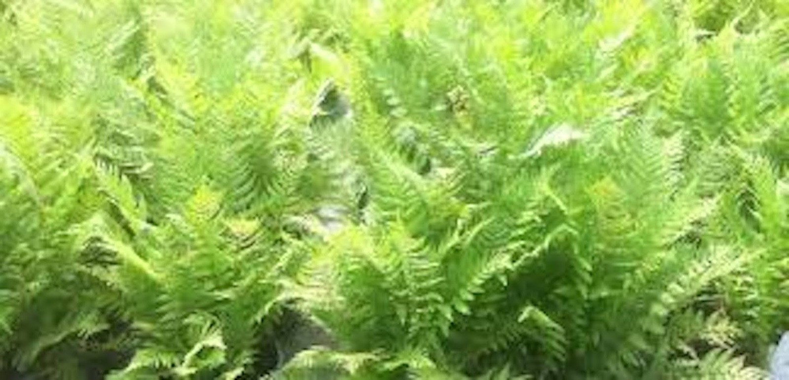 3 Lady Fern Roots Athyrium Filix -Femina Bare Root