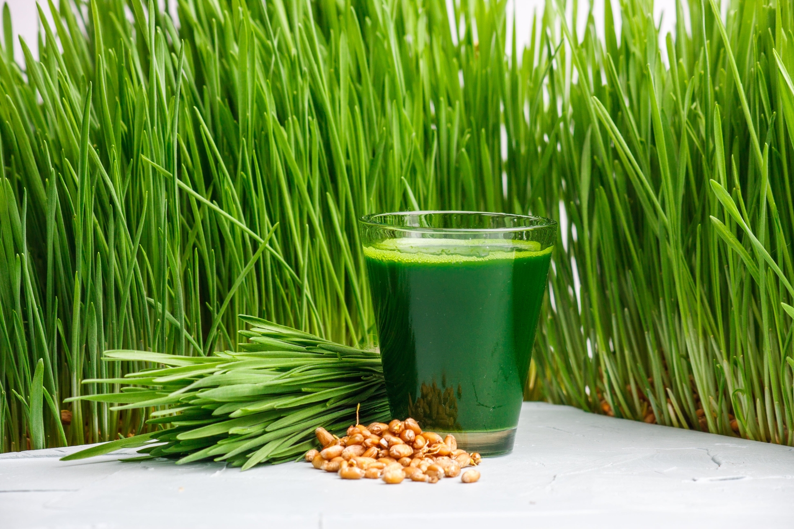 500 Organic CAT GRASS WHEAT Grass Pet Grass Wheatgrass Triticum Aestivum Seeds