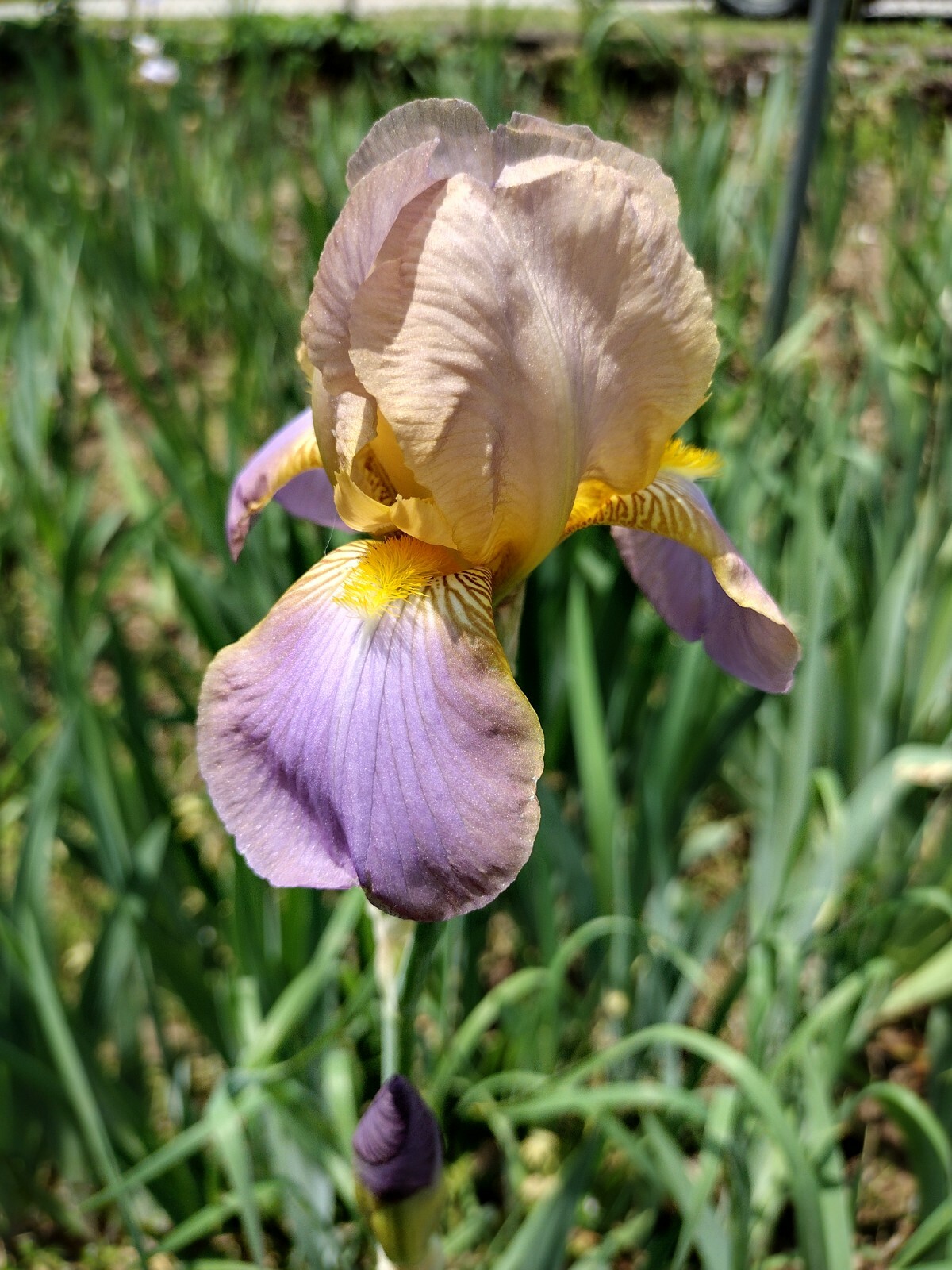 10x MIXED VARIETIES/COLORS IRIS BULBS RHIZOMES (Will BE TALL)