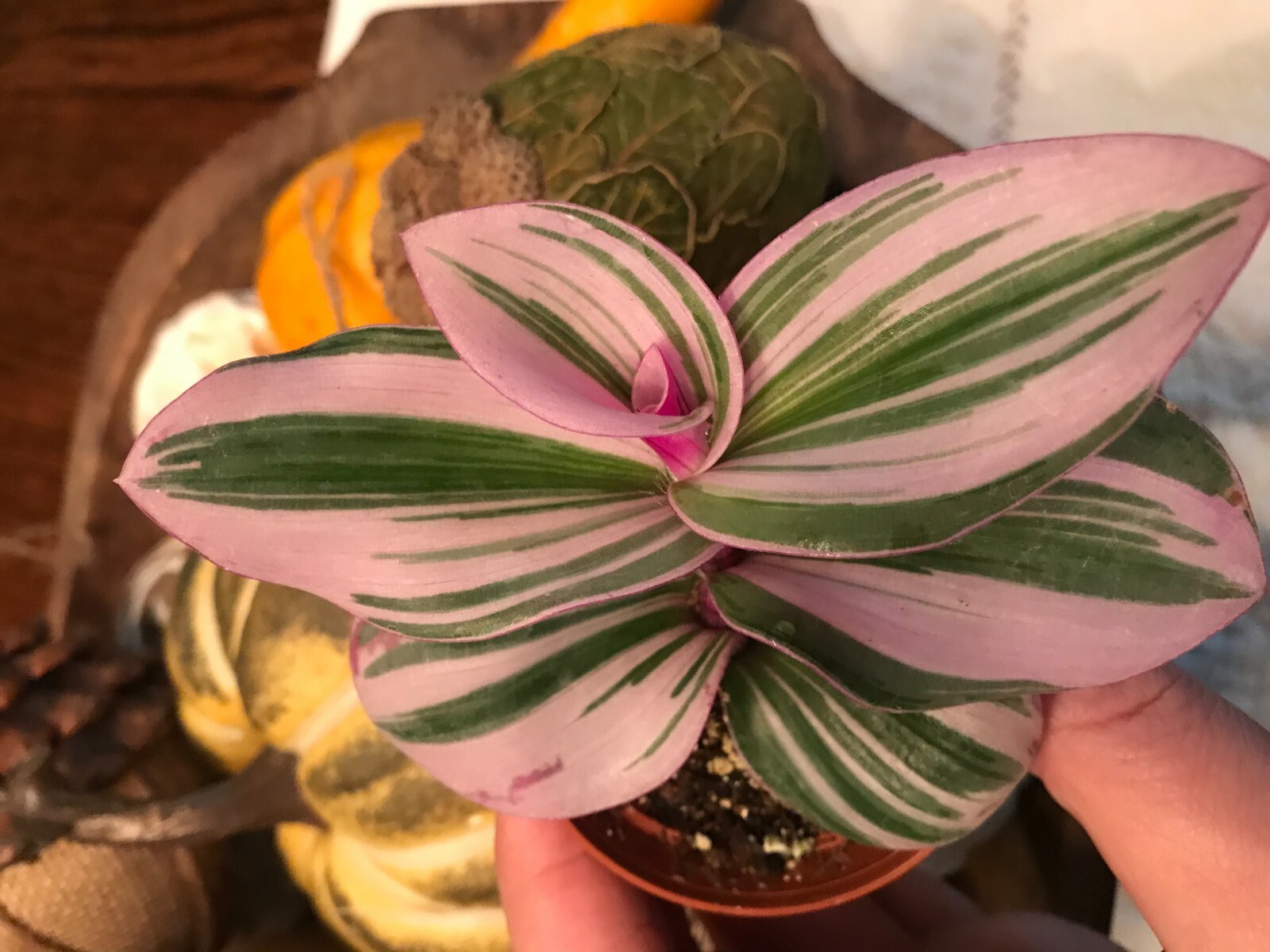 TRADESCANTIA ‘NANOUK’ (PINK WANDERING JEW) TRADESCANTIA FLUMINENSIS 2 1/4 INCH