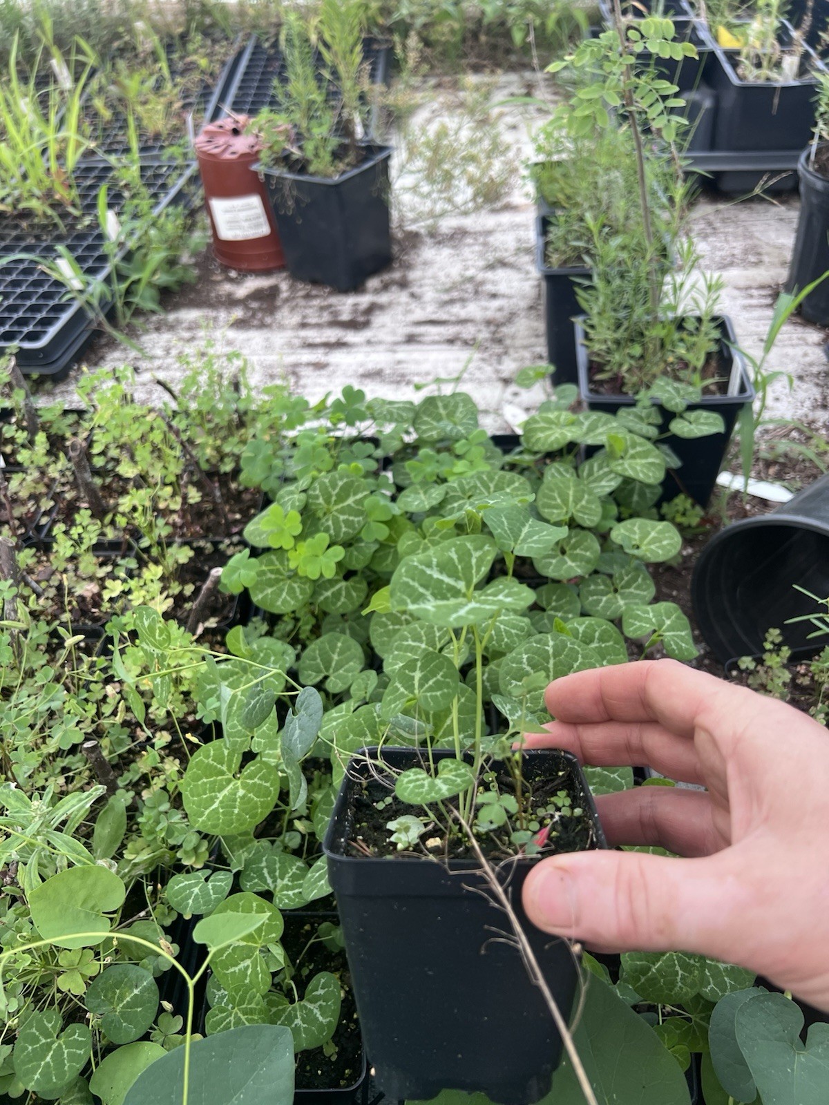 Aristolochia Fimbriata PLANT Live