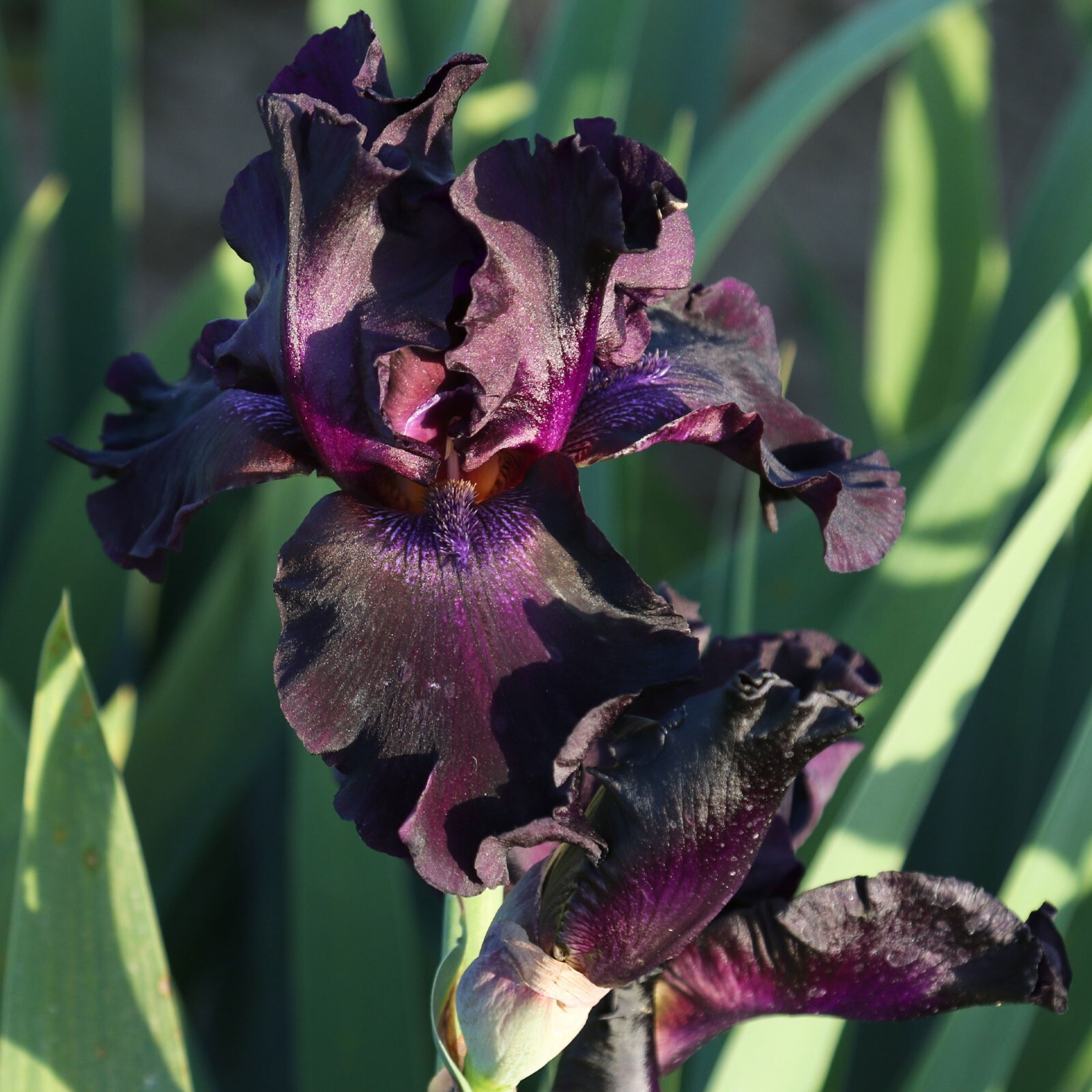 Black Suited Iris Plant Quart Pot | Fragrant Ink Black Flowers Perennial