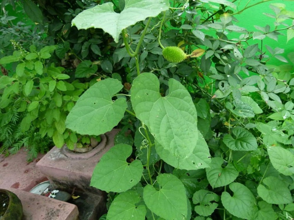 Momordica subangulata renigera | Teasle Gourd | Bhat Karela | 5_Seeds