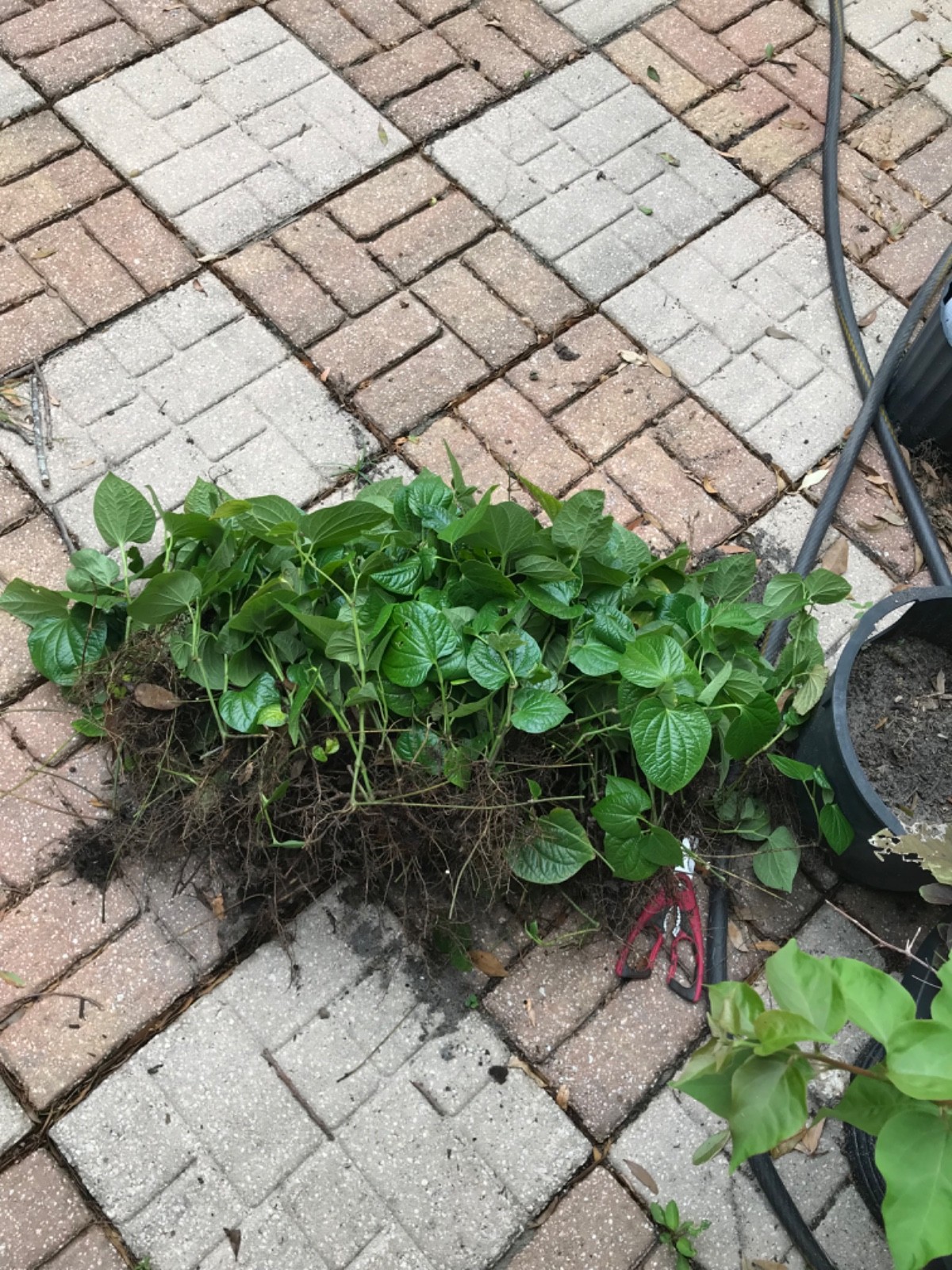 8”-12” Vietnamese Root Natural Betel ( Lá Lốt ) 10 Live Plants In The Pot