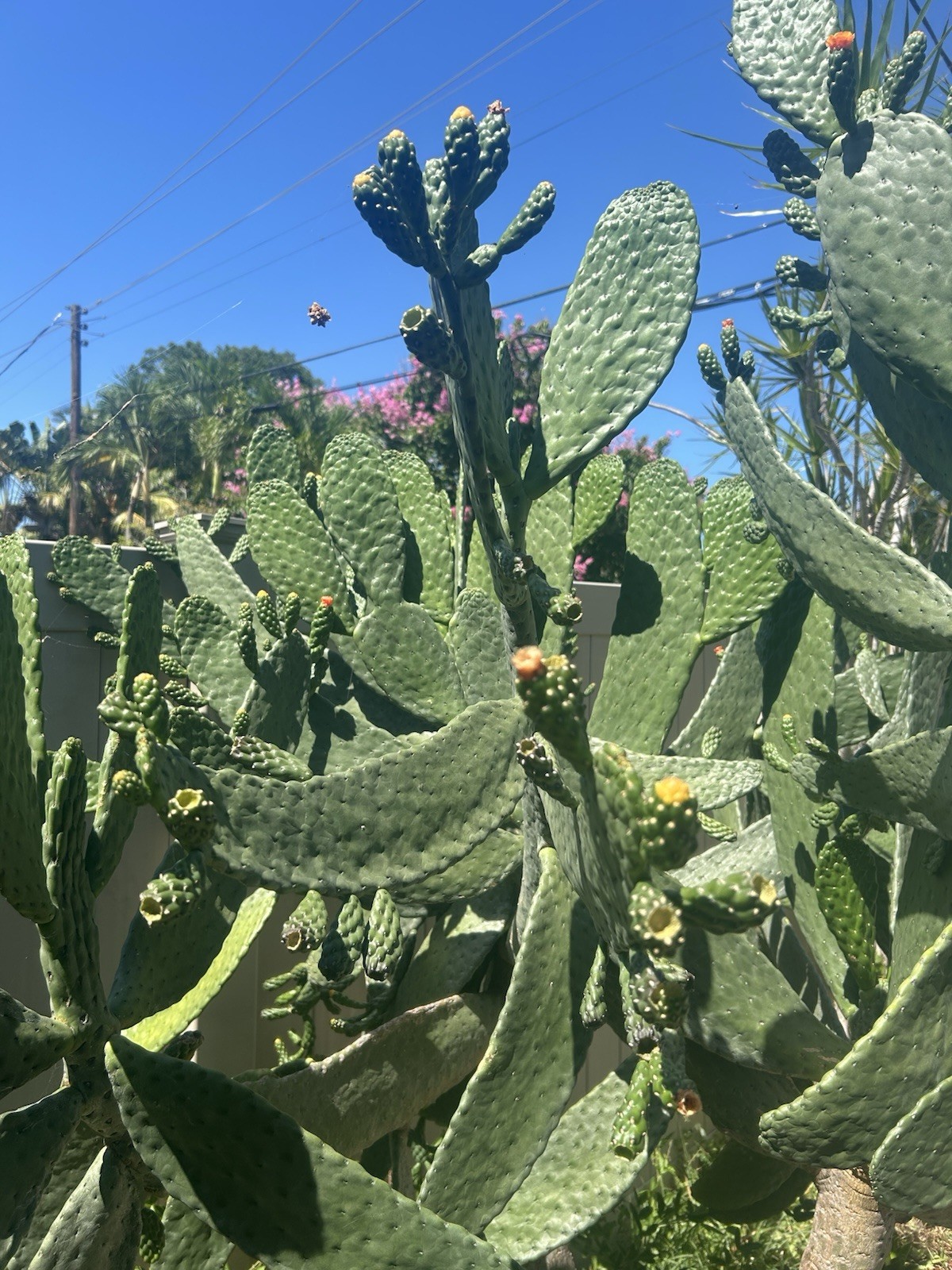 Consolea Rubescens Roadkill Cactus Cacti Rooted Succulent Spineless Plant Live