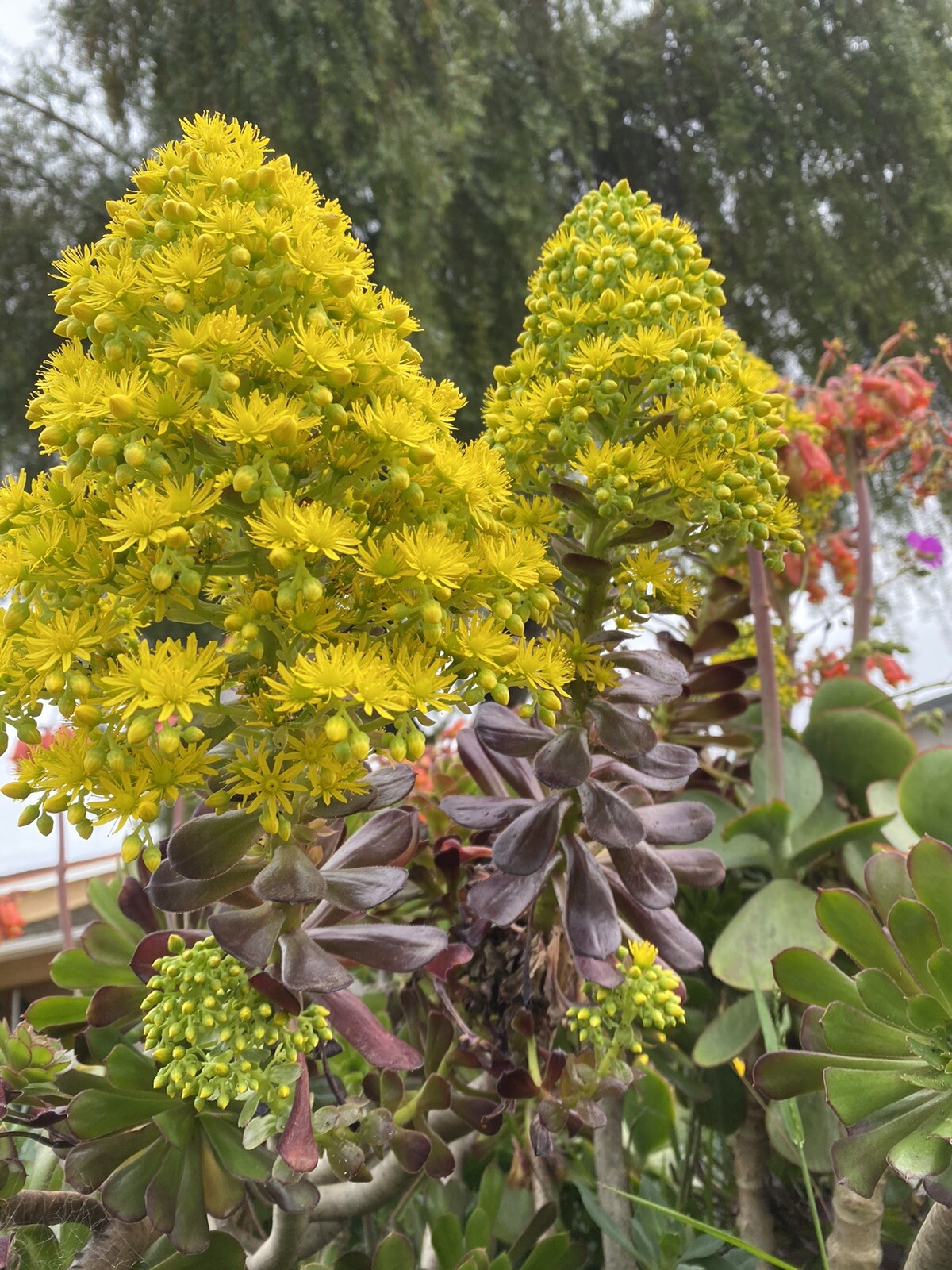 4 RARE Succulent Cuttings Aeonium Arboreum for $18.99 ORGANIC