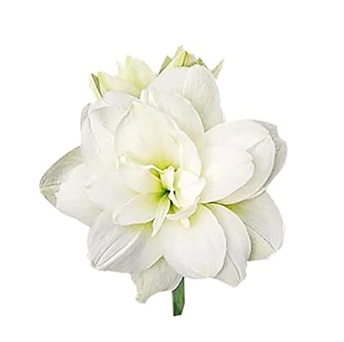 Large Amaryllis Bulb for Planting – 4-8 Blooms, 16-24″ Tall, Easy Care Decor