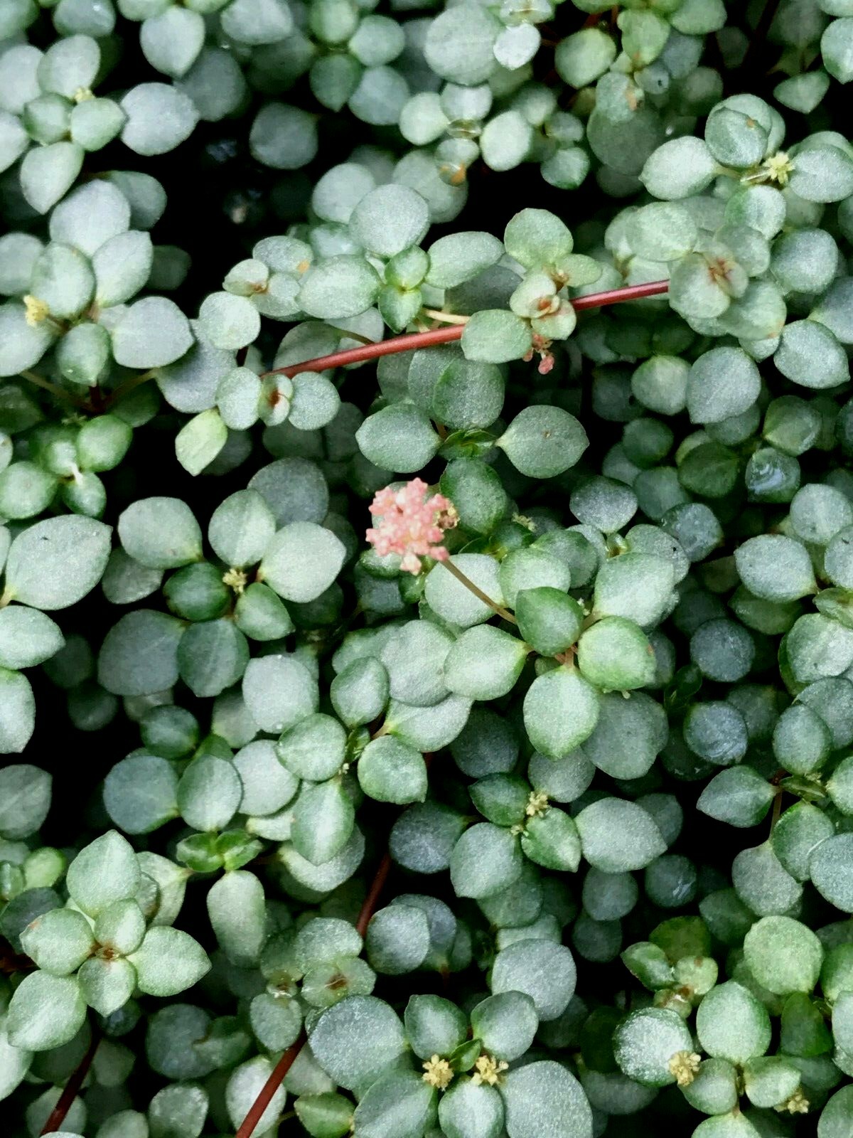 PILEA ‘SILVER SPRINKLES’, ‘GRAY ARTILLERY FERN – 2″ POT -MINIATURE PLANT