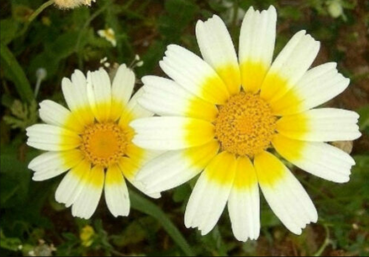 100 Seeds| Garland Daisy Seeds #N011