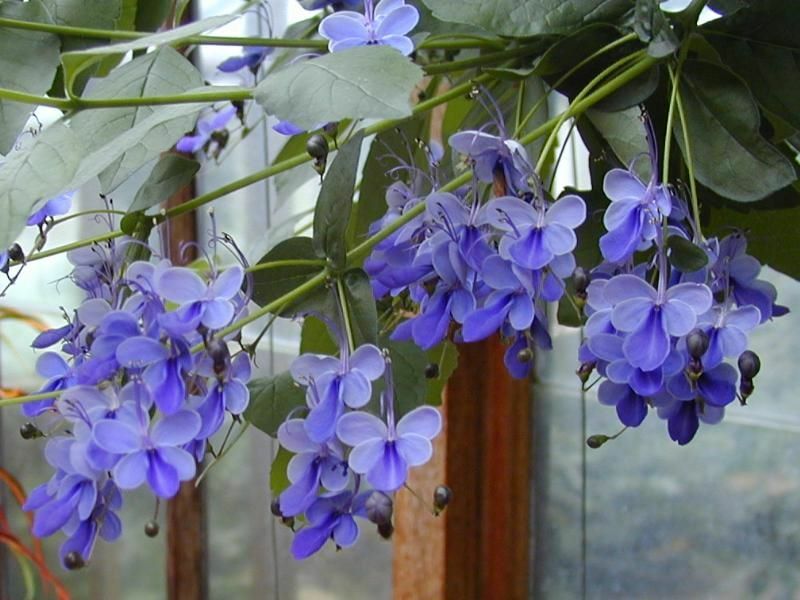 BLUE BUTTERFLY BUSH AKA BLUE WINGS Rooted Starter Plant Clerodendrum Ugandense