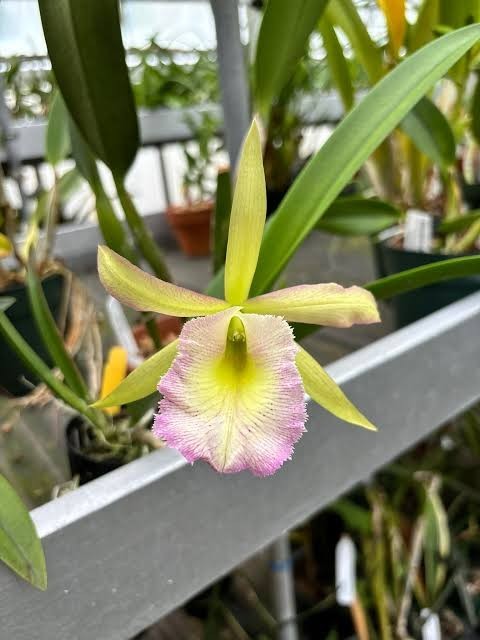 Rcv. QF Noe’ula | BS not in bloom | 4″ pot