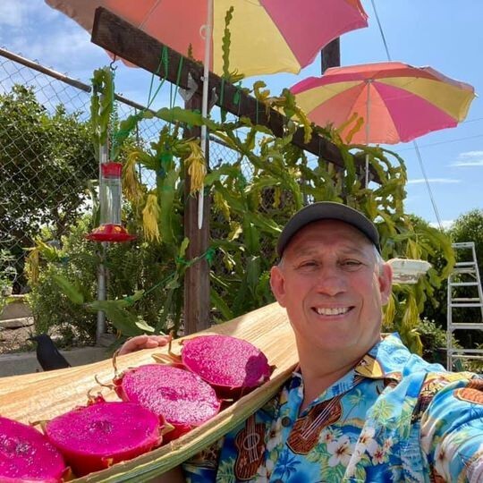 Self Fertile Dragon Fruit plant well rooted – American Beauty