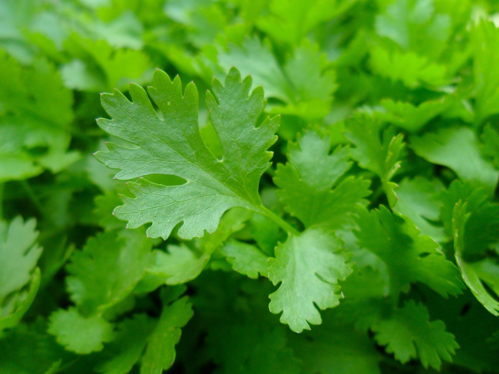 300+ITALIAN Flat Leaf PARSLEY Seeds Organic Herb Garden Containers Culinary Easy
