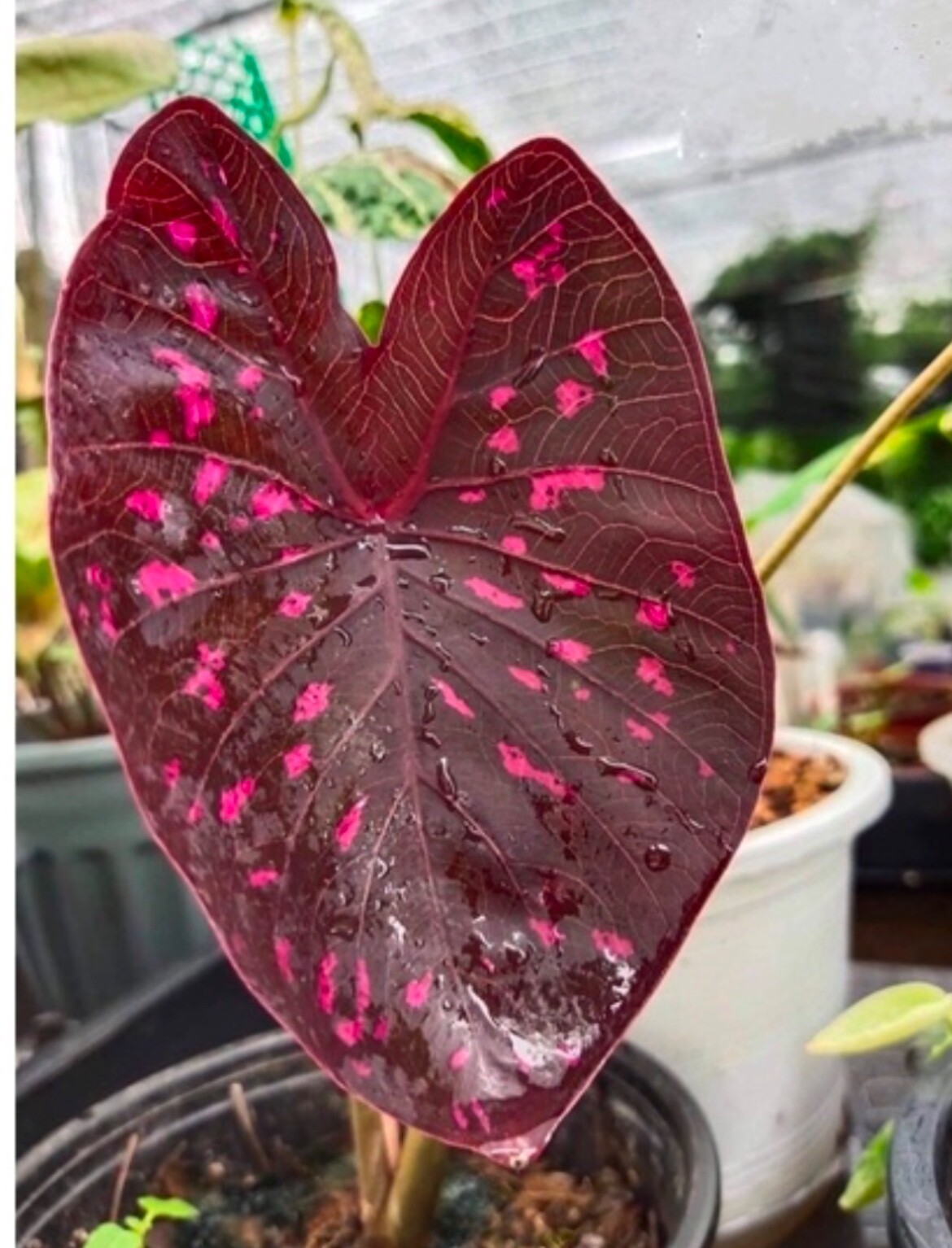 AUTHENTIC Caladium Equador 1 bulbs