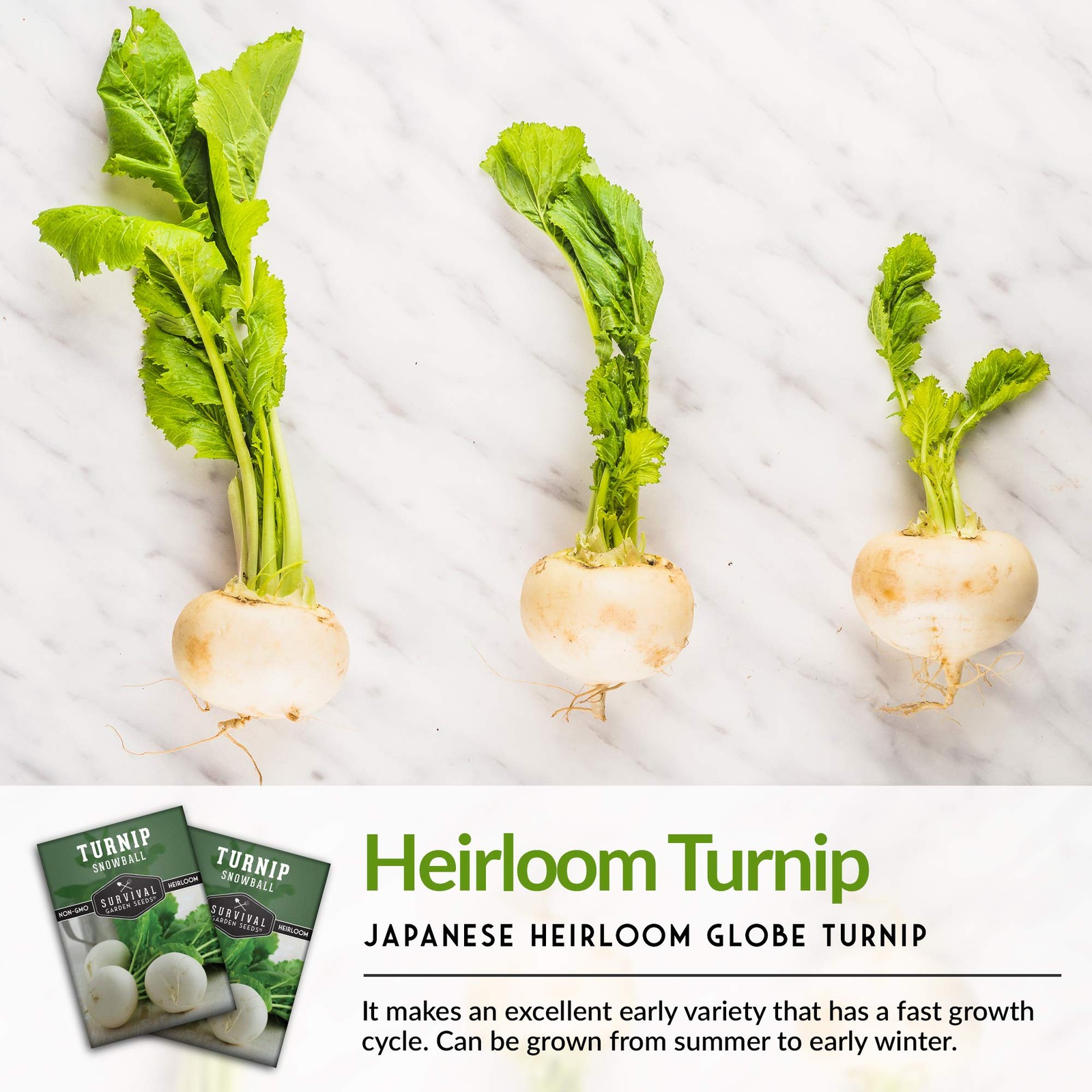 Heirloom Turnip Seeds Snowball White, NonGMO for Fall & Spring Gardens 3