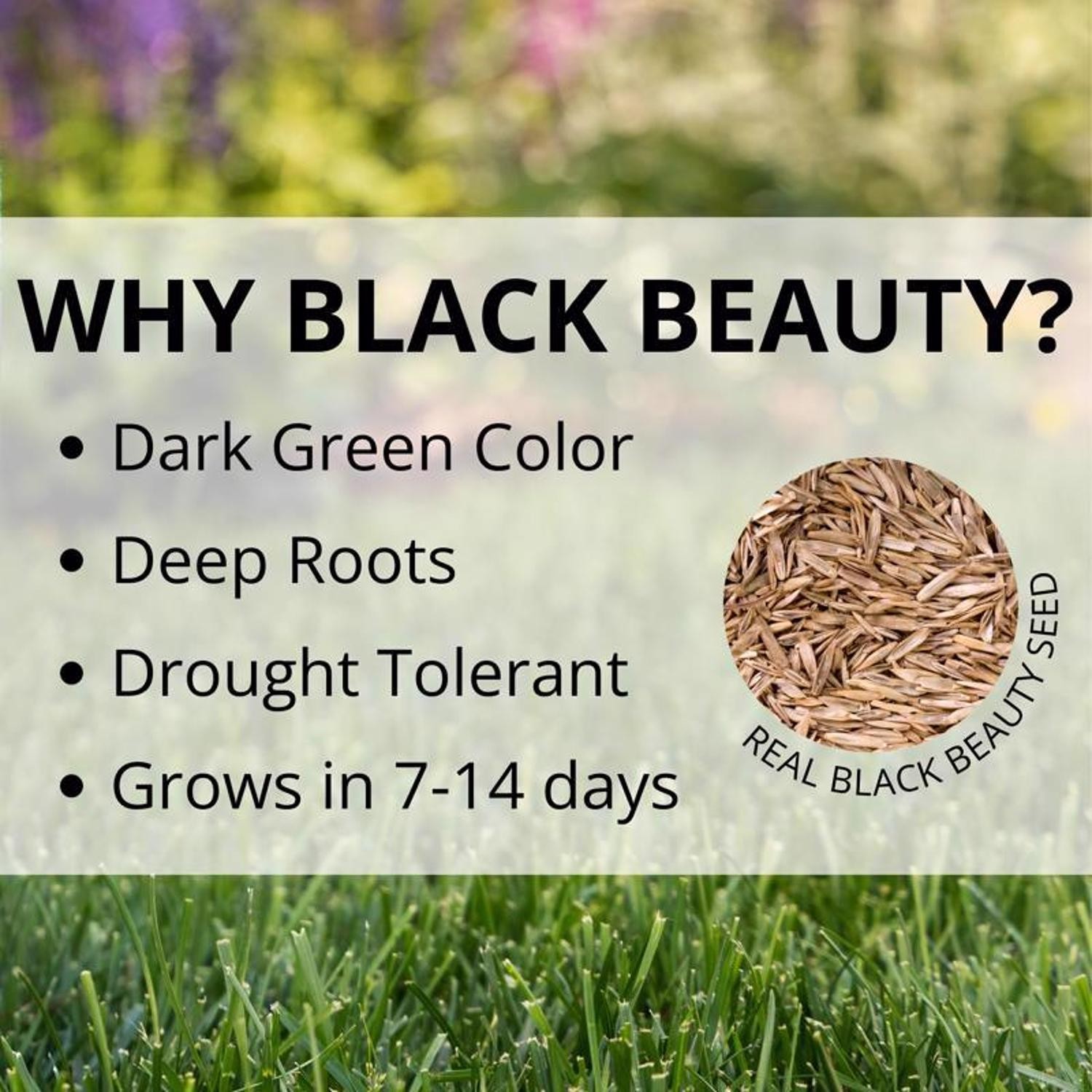 Jonathan Green 12005 Black Beauty Sun and Shade Grass Seed Mixture 7 lbs.