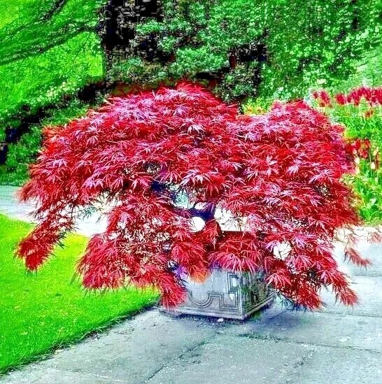 Japanese Red/Green Maple Bloodgood Tree Well Rooted Live Plant 1 -2+ yo 3″+ Tall