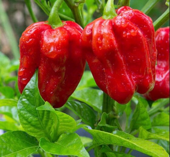 Thai hot red pepper 50+ Seeds