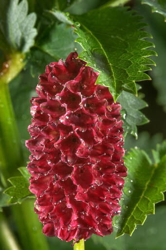 BULK Seeds Great Burnet Sanguisorba Edible Wildflower Red Blooms Herb Cucumber