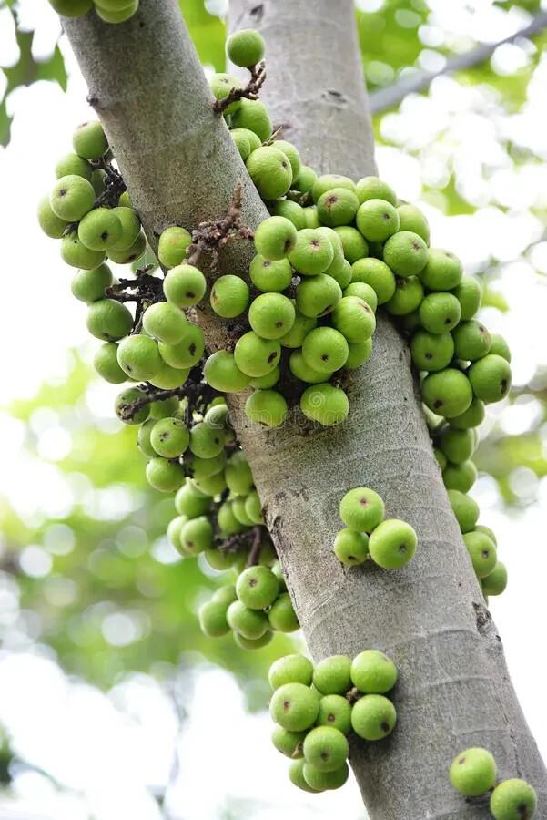 10 Ficus Racemosa Cluster Fig Seeds Ultra Unique Exotic!