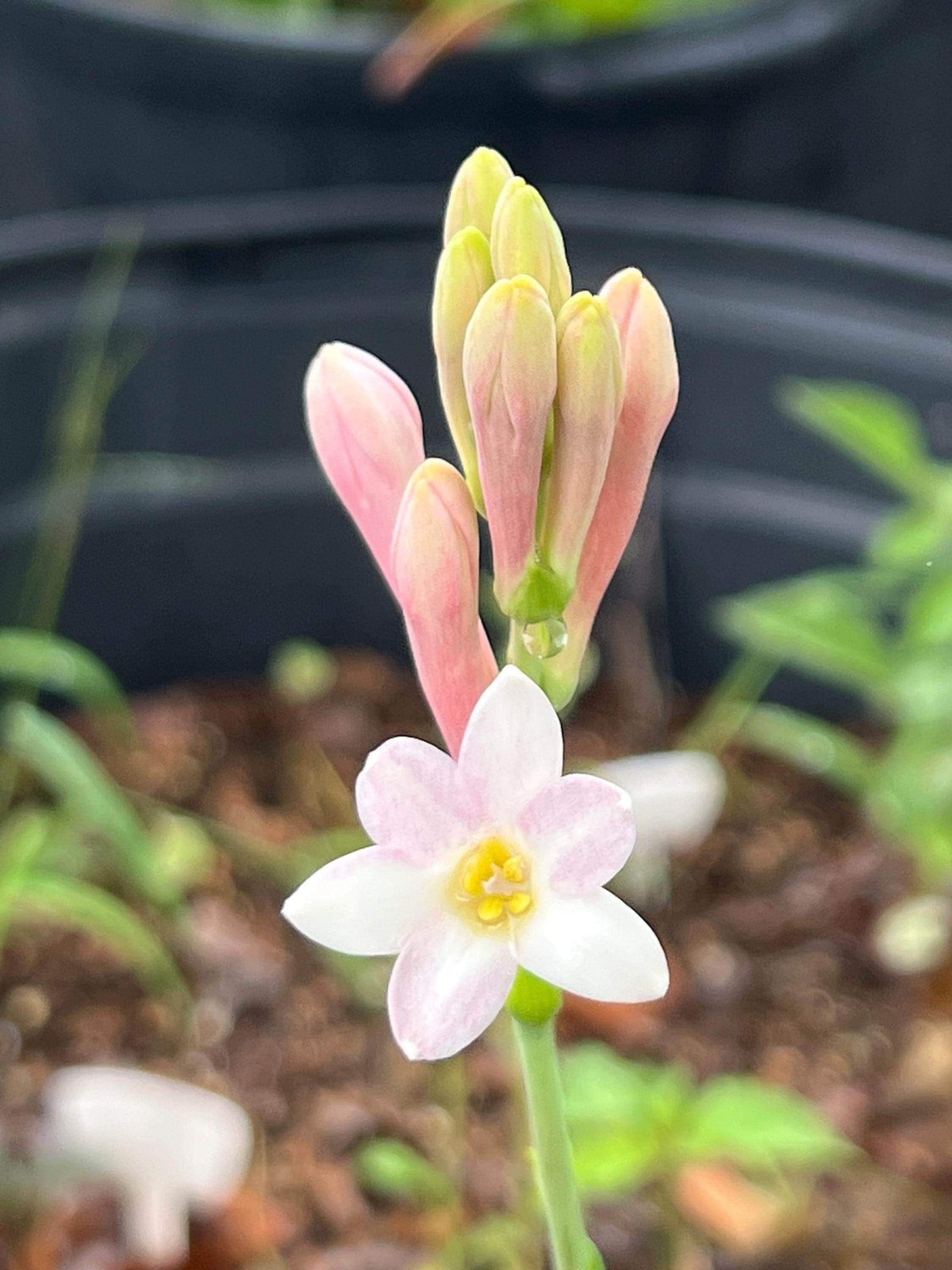 2 “Sensation” Single Polianthes Tuberose Bulbs – Top Size – US Seller