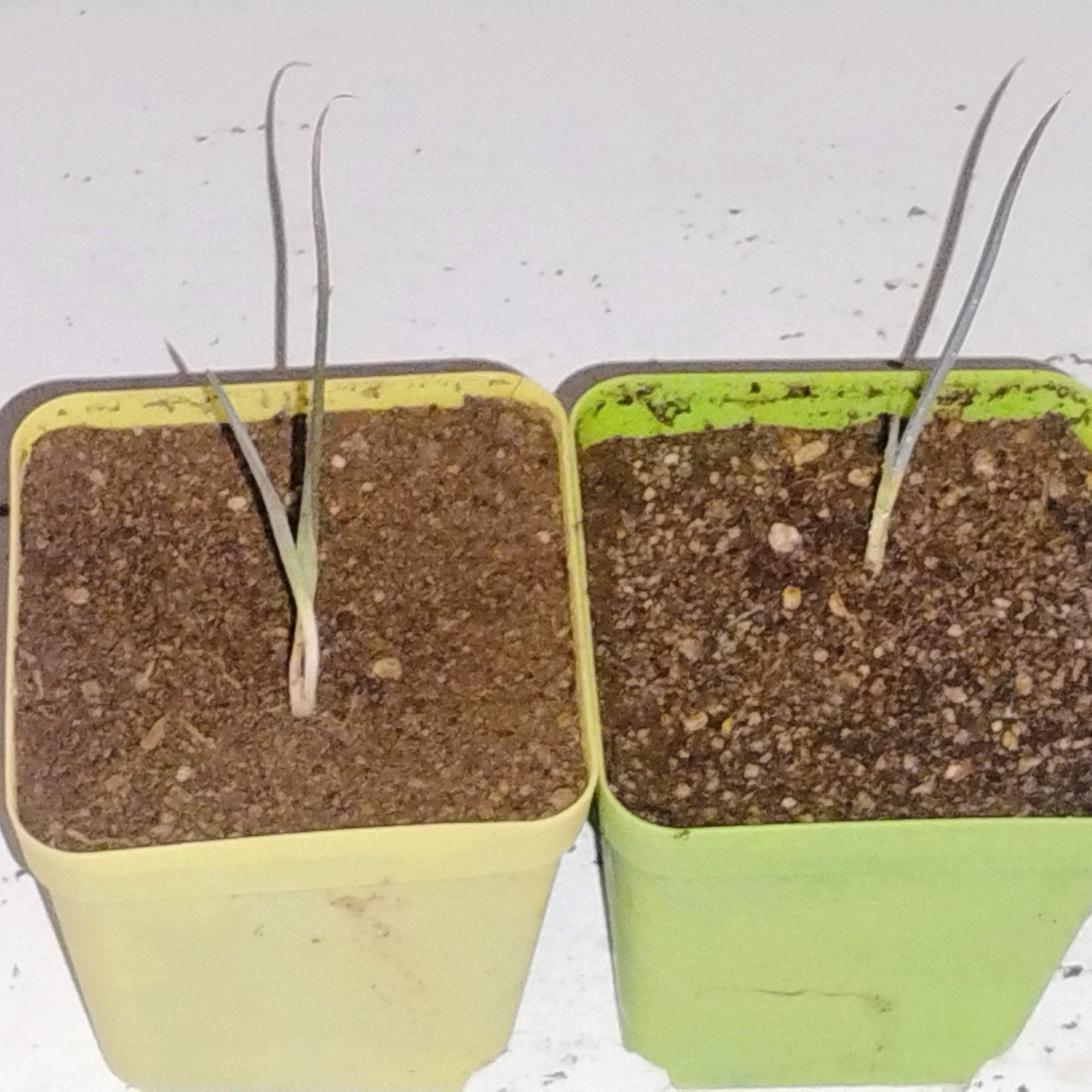 JOSHUA TREE – YUCCA BREVIFOLIA sprouts