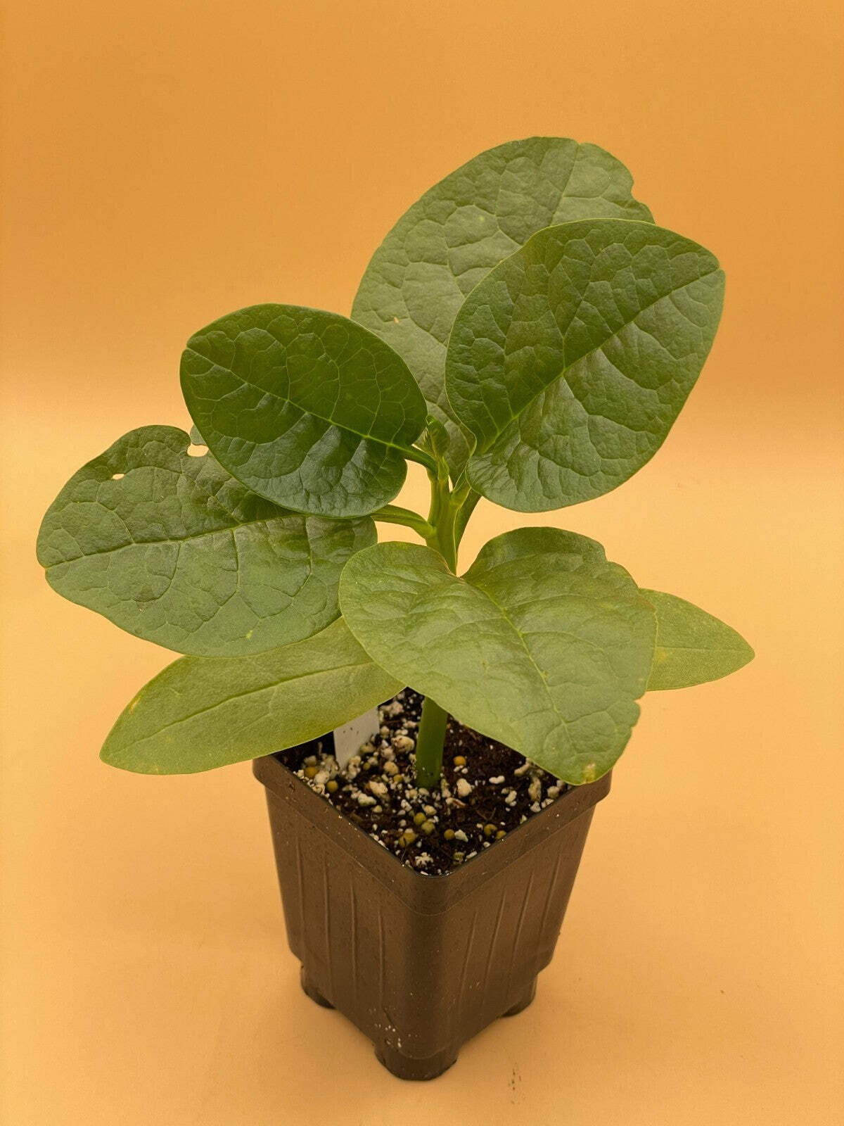Malabar Spinach Green Live Plant 3″ Starter Plant – Basella rubra Alba