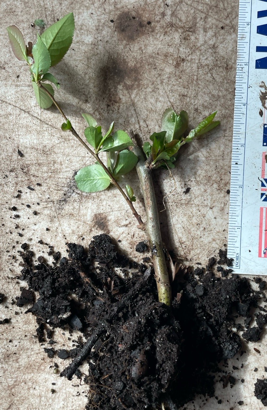 1 Rooted Flowering Quince, Chaenomeles